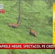 SPECTACOL RAR pentru turistii aflati pe Valea Prahovei! Caprele negre au coborat de pe piscuri spre padure VIDEO